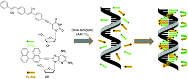 Graphical abstract: Aggregation-induced emission by sequence-selective assembly of cyanolated distyrylbenzene in supramolecular DNA architectures