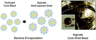 Graphical abstract: Multi-layered alginate hydrogel structures and bacteria encapsulation