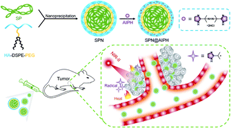 Graphical abstract: An AIPH-decorated semiconducting nanoagonist for NIR-II light-triggered photothermic/thermodynamic combinational therapy