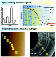 Graphical abstract: Tubular chitosan hydrogels with a tuneable lamellar structure programmed by electrical signals