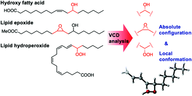 Graphical abstract: Stereostructural analysis of flexible oxidized fatty acids by VCD spectroscopy