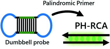 Graphical abstract: Palindromic hyperbranched rolling circle amplification enabling ultrasensitive microRNA detection