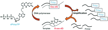 Graphical abstract: Multiple-turnover single nucleotide primer extension reactions to detect 8-oxo-2′-deoxyguanosine in DNA