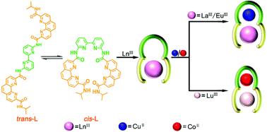 Graphical abstract: Lanthanide-organic pincer hosts with allosteric-controlled metal ion binding specificity