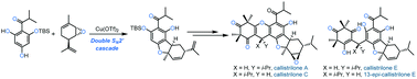 Graphical abstract: Bioinspired enantioselective total syntheses of antibacterial callistrilones enabled by double SN2′ cascade