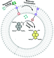 Graphical abstract: Supramolecularly regulated artificial transmembrane signal transduction for 'ON/OFF'-switchable enzyme catalysis