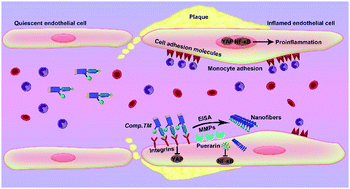 Graphical abstract: A dual-targeting peptide facilitates targeting anti-inflammation to attenuate atherosclerosis in ApoE−/− mice