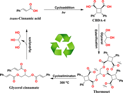 Graphical abstract: A recyclable thermoset with built-in thermocleavable group developed from a cis-cyclobutane-1,2-dicarboxylic acid
