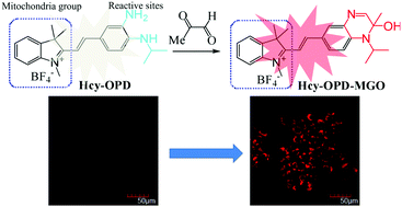 Graphical abstract: Mitochondria-targeted fluorescent probe for visualization of exogenous and endogenous methylglyoxal in living cells