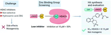 Graphical abstract: Identification of mercaptoacetamide-based HDAC6 inhibitors via a lean inhibitor strategy: screening, synthesis, and biological evaluation