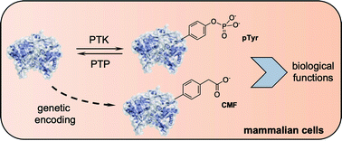 Graphical abstract: Genetic encoding of a nonhydrolyzable phosphotyrosine analog in mammalian cells