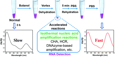 Graphical abstract: Highly accelerated isothermal nucleic acid amplifications by butanol dehydration: simple, more efficient, and ultrasensitive