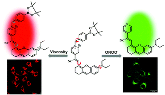 Graphical abstract: A dual-responsive probe for the simultaneous monitoring of viscosity and peroxynitrite with different fluorescence signals in living cells