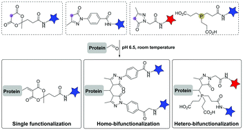 Graphical abstract: Single and dual functionalization of proteins using site-specific nucleophilic carbon ligations