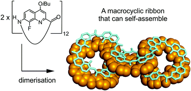 Graphical abstract: Self-assembling figure-of-eight and pseudoplectoneme aromatic oligoamide ribbons