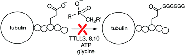 Graphical abstract: Phosphinic acid-based inhibitors of tubulin polyglycylation