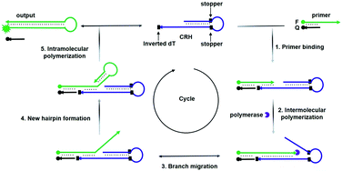 Graphical abstract: Auto-cycling primer extension for amplified microRNA detection