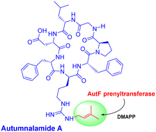 Graphical abstract: Biochemical characterization of a cyanobactin arginine-N-prenylase from the autumnalamide biosynthetic pathway