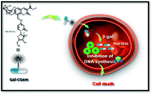 Graphical abstract: β-Galactosidase-activated theranostic for hepatic carcinoma therapy and imaging