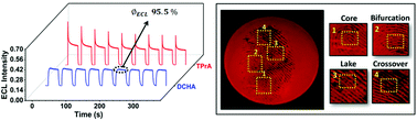 Graphical abstract: Study of highly stable electrochemiluminescence from [Ru(bpy)3]2+/dicyclohexylamine and its application in visualizing sebaceous fingerprint