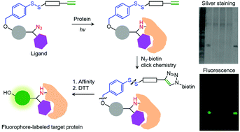 Graphical abstract: A thiol-activated fluorogenic probe for detection of a target protein