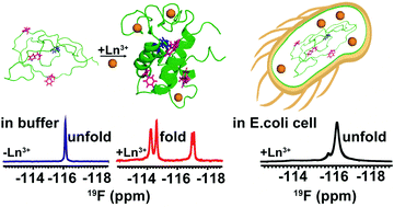 Graphical abstract: Lanmodulin remains unfolded and fails to interact with lanthanide ions in Escherichia coli cells