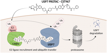 Graphical abstract: Targeting the deubiquitinase USP7 for degradation with PROTACs