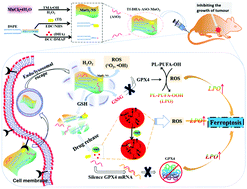 Graphical abstract: Multi-pathway inducing ferroptosis by MnO2-based nanodrugs for targeted cancer therapy