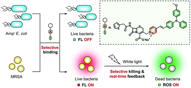 Graphical abstract: A receptor-targeting AIE photosensitizer for selective bacterial killing and real-time monitoring of photodynamic therapy outcome