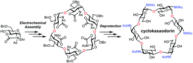 Graphical abstract: Synthesis of cyclic α-1,4-oligo-N-acetylglucosamine ‘cyclokasaodorin’ via a one-pot electrochemical polyglycosylation–isomerization–cyclization process