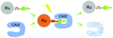 Graphical abstract: Photodegradation of carbonic anhydrase IX via a binding-enhanced ruthenium-based photosensitizer