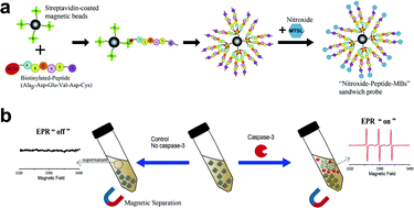 Graphical abstract: EPR-based in situ enzymatic activity detection of endogenous caspase-3 in apoptosis cell lysates