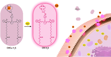 Graphical abstract: A fast responsive and cell membrane-targetable near-infrared H2S fluorescent probe for drug resistance bioassays in chemotherapy