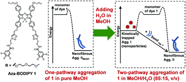 Graphical abstract: Living supramolecular polymerization of an amphiphilic aza-BODIPY dye realized by water-assisted kinetic trapping