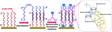 Graphical abstract: Boronic acid chemistry for fluorescence-based quantitative DNA sensing