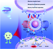 Graphical abstract: Magnetoelectrically ignited nanozyme-eel for combating bacterial biofilms