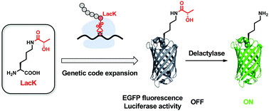 Graphical abstract: Genetic encoding of ε-N-l-lactyllysine for detecting delactylase activity in living cells