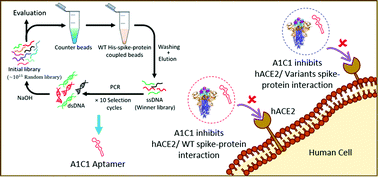 Graphical abstract: A universal DNA aptamer as an efficient inhibitor against spike-protein/hACE2 interactions