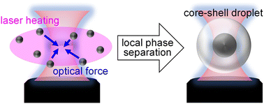 Graphical abstract: Formation of a core–shell droplet in a thermo-responsive ionic liquid/water mixture by using optical tweezers