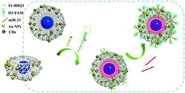 Graphical abstract: A wheel-like DNA nanosensor with background correction for analysis of miRNA-21 in living cells