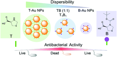 Graphical abstract: Modulating the antibacterial activity of gold nanoparticles by balancing their monodispersity and aggregation