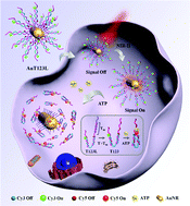 Graphical abstract: Near-infrared photothermally activated DNA nanotweezers for imaging ATP in living cells