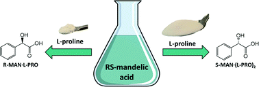 Graphical abstract: l-Proline, a resolution agent able to target both enantiomers of mandelic acid: an exciting case of stoichiometry controlled chiral resolution