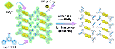 Graphical abstract: Enhancing photosensitivity via the assembly of a uranyl coordination polymer