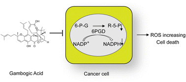 Graphical abstract: Gambogic acid suppresses the pentose phosphate pathway by covalently inhibiting 6PGD protein in cancer cells