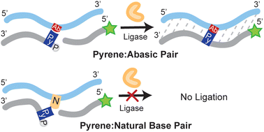 Graphical abstract: Selectivity and efficiency in the ligation of the pyrene:abasic base pair by T4 and PBCV-1 DNA ligases