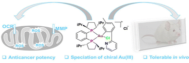 Graphical abstract: Chiral gold(iii) complexes: speciation, in vitro, and in vivo anticancer profile