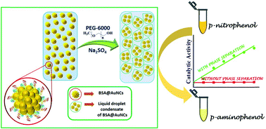 Graphical abstract: Barrier-free liquid condensates of nanocatalysts as effective concentrators of catalysis