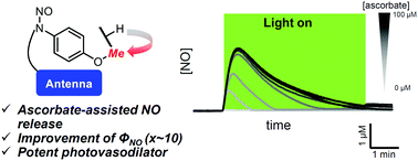 Graphical abstract: Ascorbate-assisted nitric oxide release from photocontrollable nitrosonium ion releasers for potent ex vivo photovasodilation