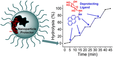 Graphical abstract: Controlling enzyme reactions by supramolecular protection and deprotection of oligosaccharide substrates